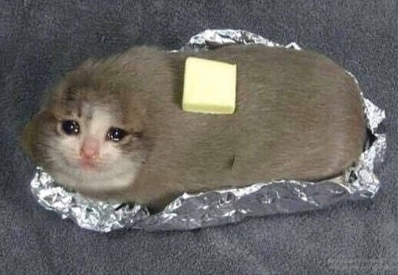 The Crying Cat Meme: The Internet’s Favorite Emotional Feline